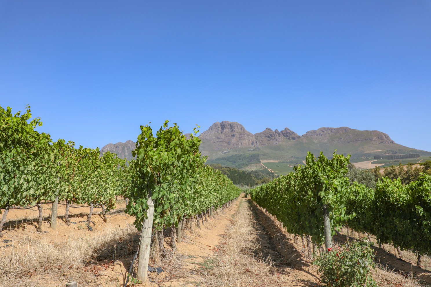 Stellenbosch